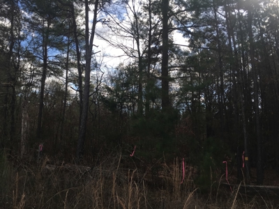 Old Field Timber Hunting Land for sale in Southwest Arkansas - image 10