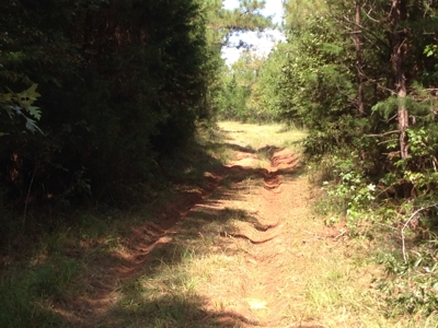 Old Field Timber Hunting Land for sale in Southwest Arkansas - image 3