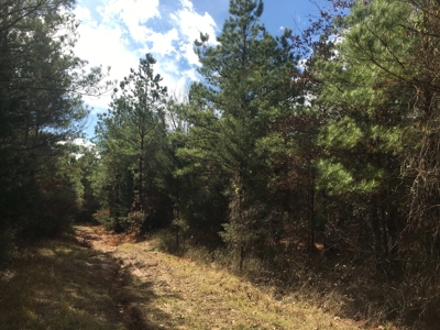 Old Field Timber Hunting Land for sale in Southwest Arkansas - image 7