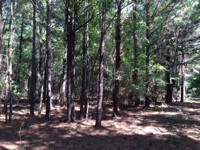 Old Field Timber Hunting Land for sale in Southwest Arkansas - image 4