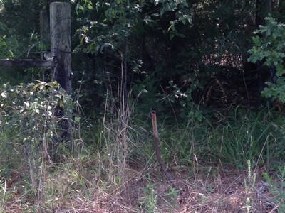 Old Field Timber Hunting Land for sale in Southwest Arkansas - image 2