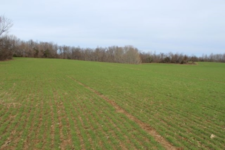198.8 Acre Hopkinsville Kentucky Crop & Hunting Farm - image 30