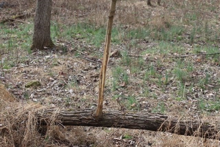 198.8 Acre Hopkinsville Kentucky Crop & Hunting Farm - image 16