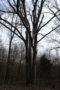 198.8 Acre Hopkinsville Kentucky Crop & Hunting Farm - image 38