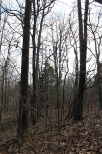 198.8 Acre Hopkinsville Kentucky Crop & Hunting Farm - image 39