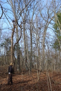 198.8 Acre Hopkinsville Kentucky Crop & Hunting Farm - image 41