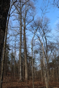 198.8 Acre Hopkinsville Kentucky Crop & Hunting Farm - image 42