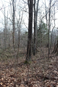 198.8 Acre Hopkinsville Kentucky Crop & Hunting Farm - image 40