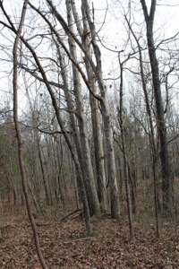 198.8 Acre Hopkinsville Kentucky Crop & Hunting Farm - image 36