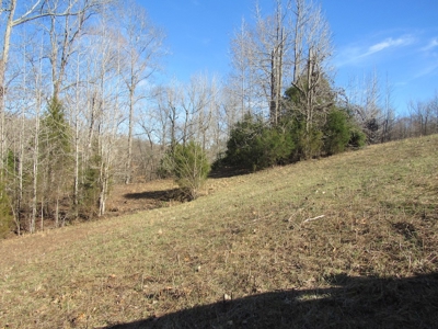 Pasture Land Absolute Auction - image 2