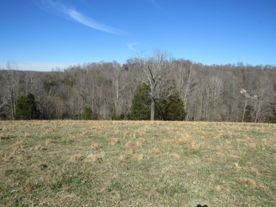 Pasture Land Absolute Auction - image 3