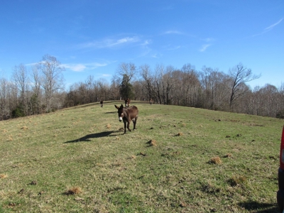 Pasture Land Absolute Auction - image 5