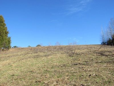 Pastureland For Sale Absolute Auction - image 2