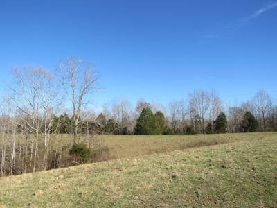 Pastureland For Sale Absolute Auction - image 5