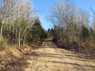 Pastureland for Sale Absolute Auction - image 3