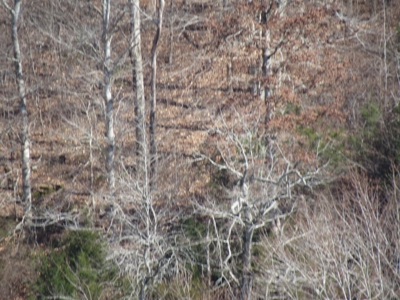 Buffalo River Farmland For Sale Absolute Auction - image 3