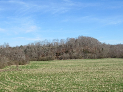 Buffalo River Farmland For Sale Absolute Auction - image 5