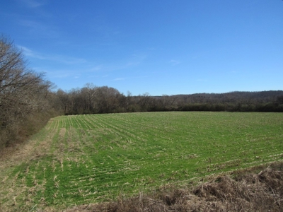 Farmland for Sale Absolute Auction - image 5