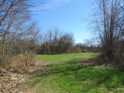 Buffalo River Front Land for Sale Absolute Auction - image 10