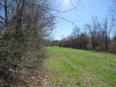 Buffalo River Front Land for Sale Absolute Auction - image 13