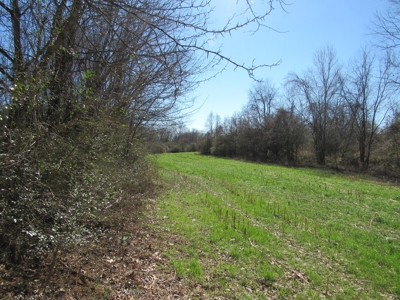 Buffalo River Front Land for Sale Absolute Auction - image 14