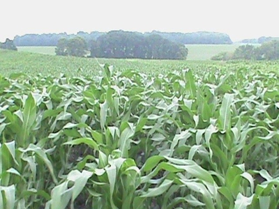 Otter Tail County Mn Farmland & Land Auction - image 2