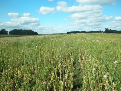 Otter Tail County Mn Farmland & Land Auction - image 11