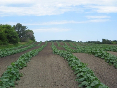 Otter Tail County Mn Farmland & Land Auction - image 5