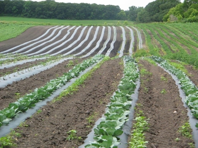 Otter Tail County Mn Farmland & Land Auction - image 4