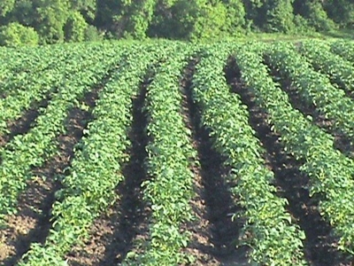Otter Tail County Mn Farmland & Land Auction - image 3