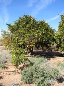 Maricopa Az Country Home Estate Auction For Sale - image 4