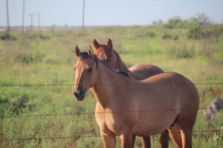 Hudson Ranch Auction Tract 20 - image 12