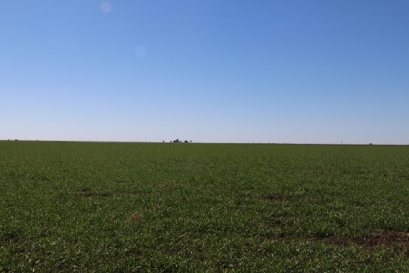 Texas Multi-Parcel Mineral Auction 1M - image 2