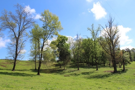 158.6 Acre Warren County Kentucky Land and Farm Auction - image 36
