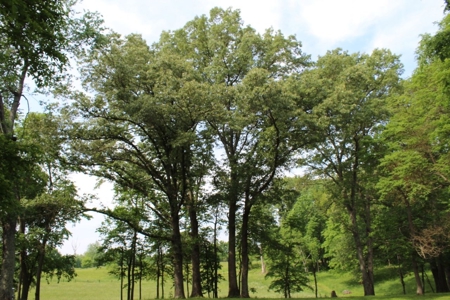 30 Acre Warren Co. Land Auction with Development Potential - image 11