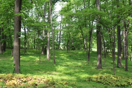 30 Acre Warren Co. Land Auction with Development Potential - image 18