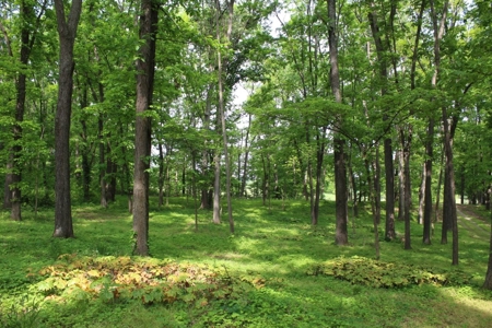 30 Acre Warren Co. Land Auction with Development Potential - image 20