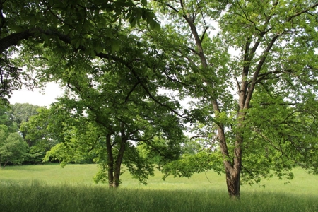 30 Acre Warren Co. Land Auction with Development Potential - image 31