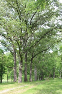 30 Acre Warren Co. Land Auction with Development Potential - image 10