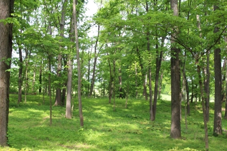 30 Acre Warren Co. Land Auction with Development Potential - image 19