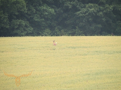 Monroe County Land Auction - image 6