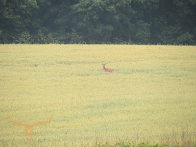 Monroe County Land Auction - image 5