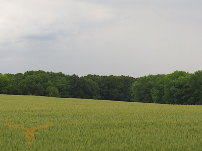 Monroe County Land Auction - image 9