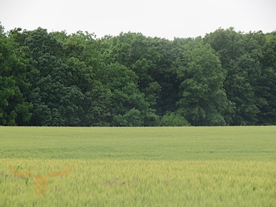 Monroe County Land Auction - image 3