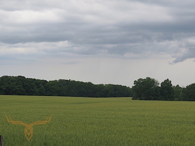 Monroe County Land Auction - image 7