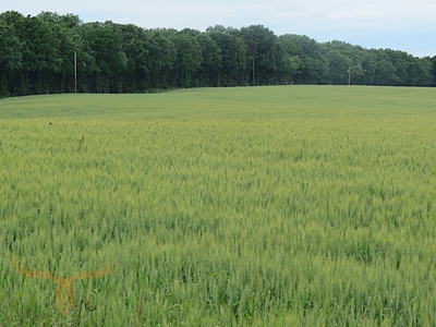 Monroe County Land Auction - image 1