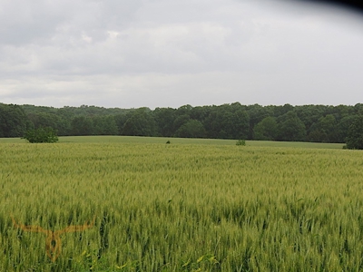 Monroe County Land Auction - image 10
