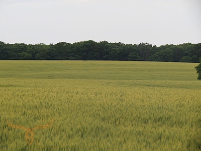 Monroe County Land Auction - image 2