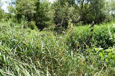 Cazenovia Hobby Farm L - image 38