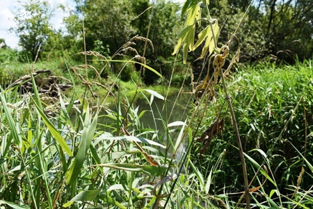 Cazenovia Hobby Farm L - image 39